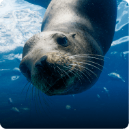 PHOTO SOUS-MARINE