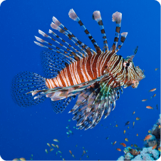 PHOTO SOUS-MARINE