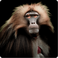 PHOTO ANIMALIÈRE